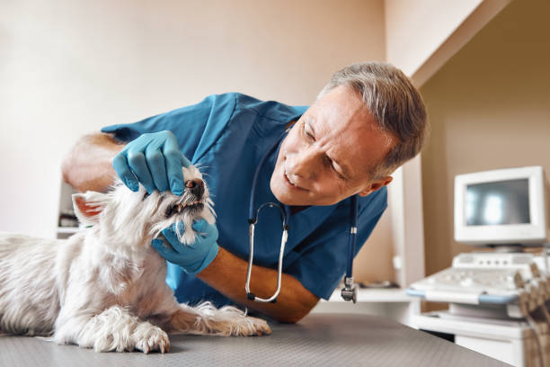Best Emergency Treatment for Dental Infections or Abscesses in Mcmechen, WV
